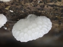 Favolaschia nipponica