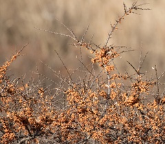 Hippophae rhamnoides