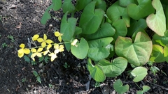 Epimedium × versicolor