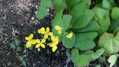 Epimedium × versicolor