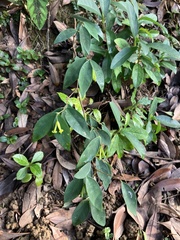 Wikstroemia nutans