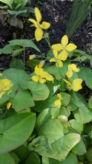 Epimedium × versicolor