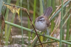 Acrocephalus melanopogon
