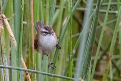 Acrocephalus melanopogon