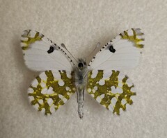 Euchloe ausonia