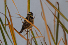 Ploceus benghalensis