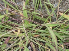 Digitaria sanguinalis