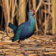 Porphyrio poliocephalus