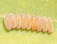 Chrysomeloidea