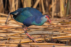 Porphyrio poliocephalus