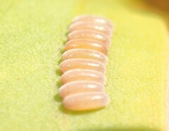 Chrysomeloidea