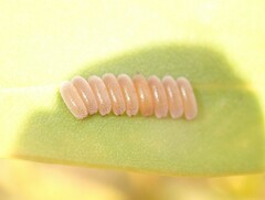Chrysomeloidea