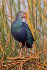 Porphyrio poliocephalus