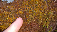 Odontoschisma denudatum