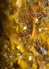 Odontoschisma denudatum