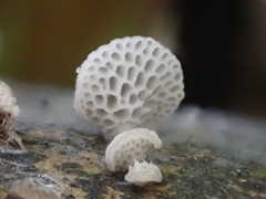 Favolaschia nipponica
