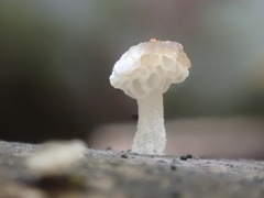 Favolaschia nipponica