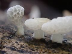 Favolaschia nipponica