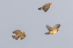 Ploceus benghalensis