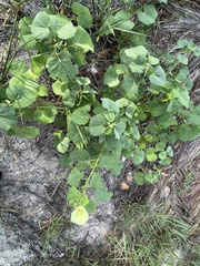 Hibiscus calyphyllus
