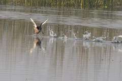 Tachybaptus ruficollis