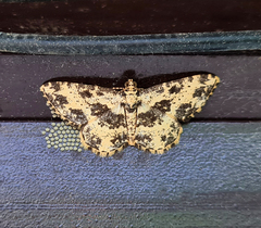 Monocerotesa radiata