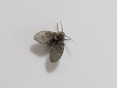 Clogmia albipunctata