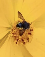 Micranthidium