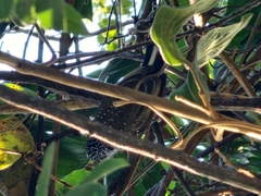 Picumnus albosquamatus