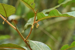 Sapotaceae