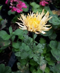Asteraceae