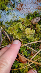 Trichocolea tomentella