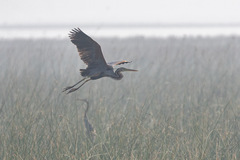 Ardea purpurea