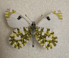 Euchloe ausonia