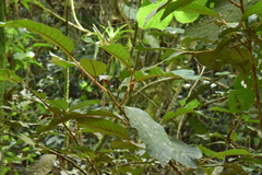 Sapotaceae