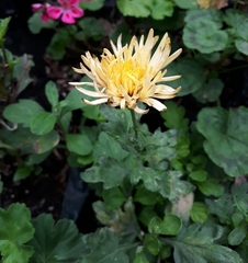 Asteraceae