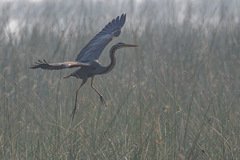 Ardea purpurea
