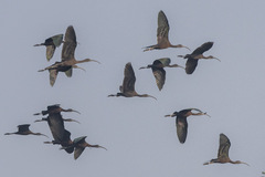 Plegadis falcinellus