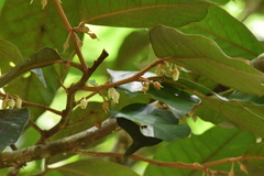 Sapotaceae
