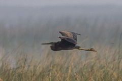 Ardea purpurea
