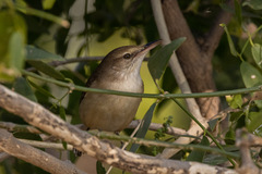 Acrocephalus stentoreus