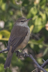 Acrocephalus stentoreus