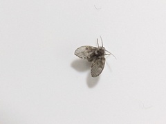 Clogmia albipunctata