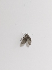 Clogmia albipunctata