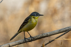 Motacilla flava