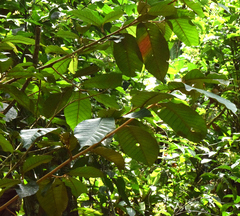 Sapotaceae