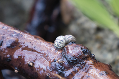 Nerita versicolor