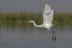Ardea alba