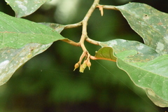 Sapotaceae