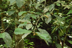 Sapotaceae